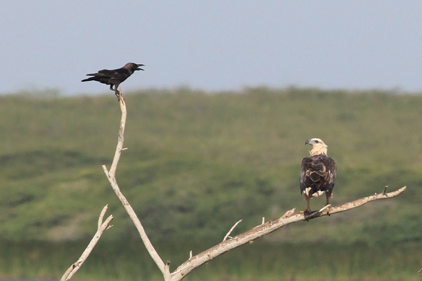 White-bellied See-eagle